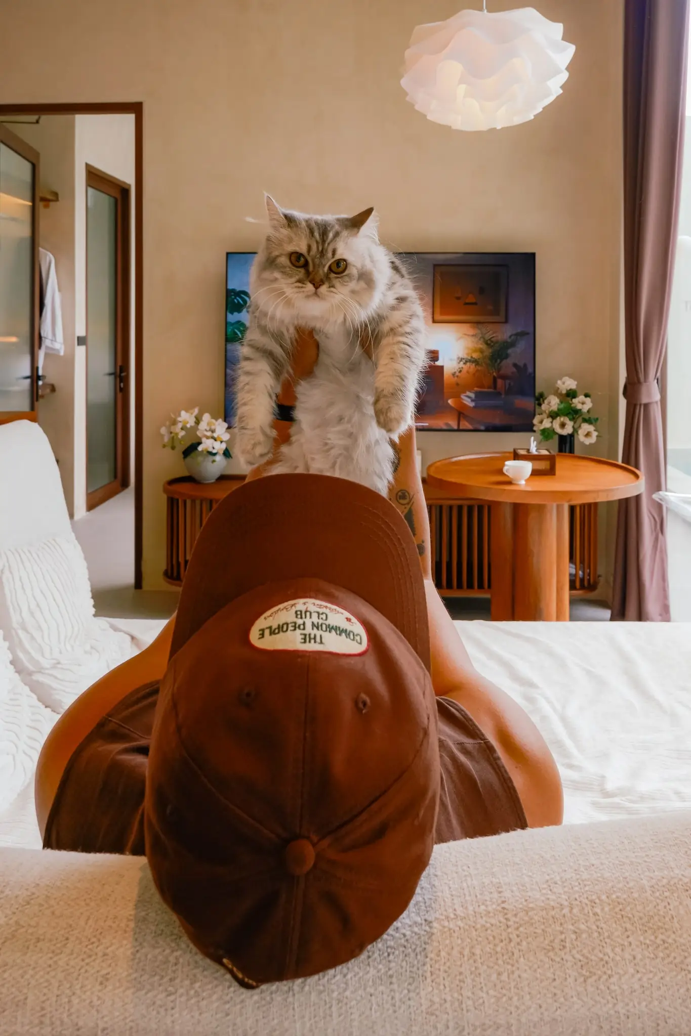 A cat in a hoodie sitting on the bed in a villa bedroom
