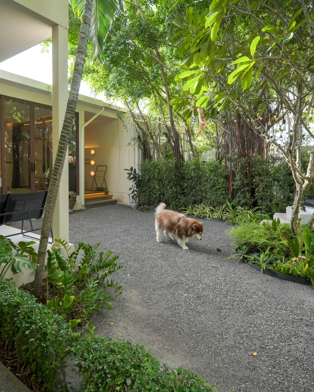 A dog exploring a fenced private garden