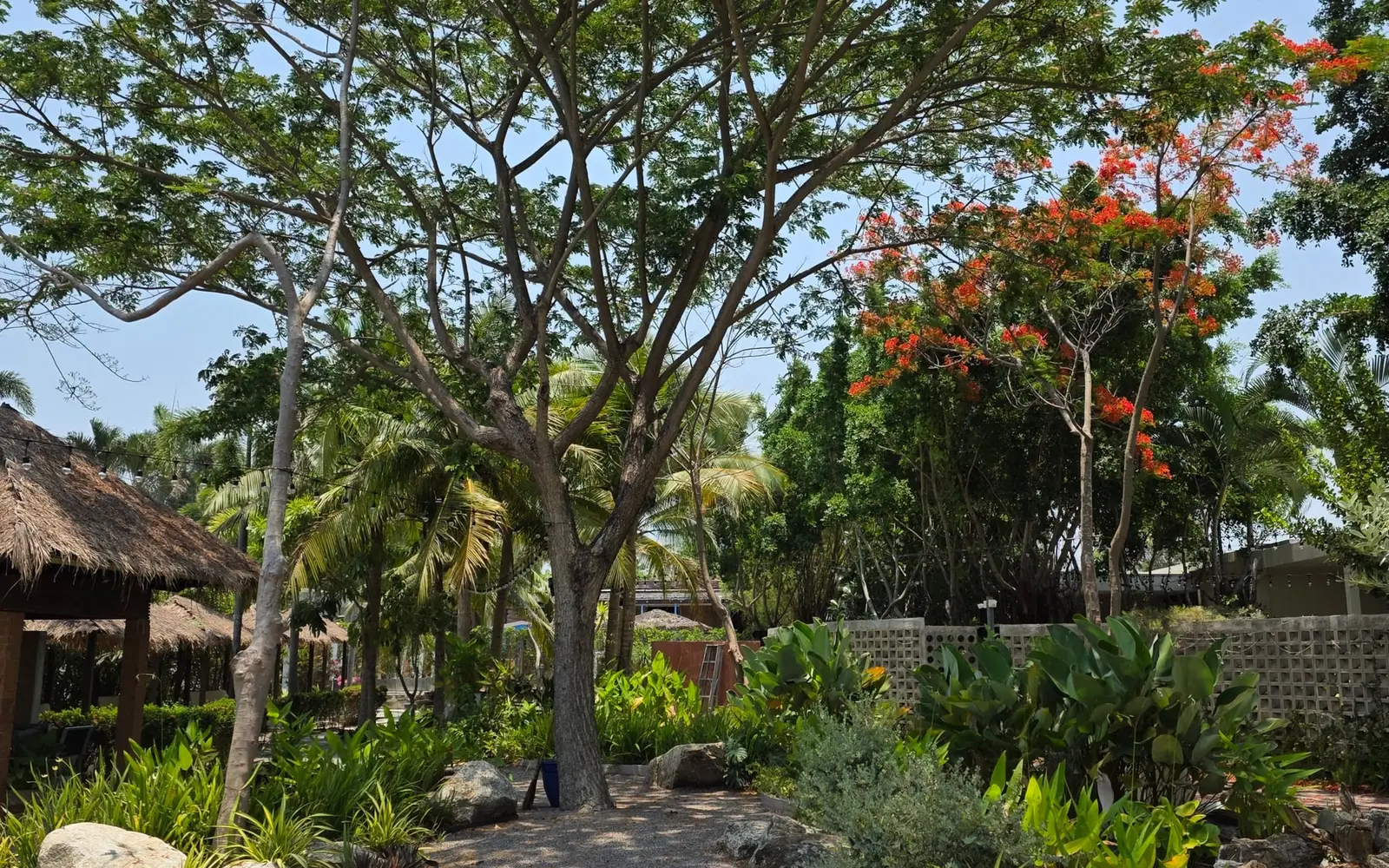 A path through the shared garden under large trees